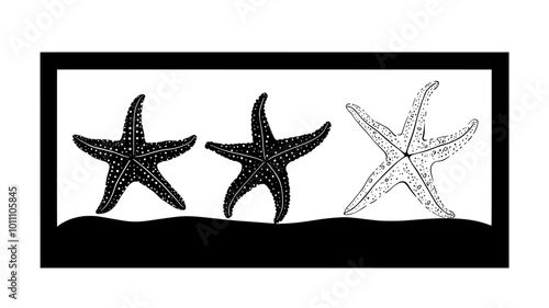 Dried starfish specimens arranged in a display case at a museum, vector illustration art