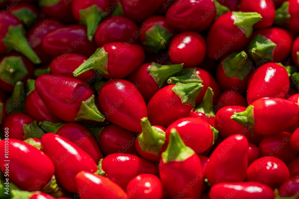 The small red Birds Eye Baby Chili collection after harvest phase The small red Birds Eye Baby Chili collection after harvest phase