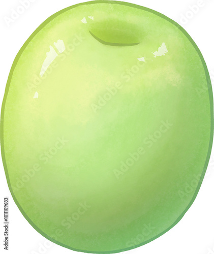 Illustration of Indian Jujube4