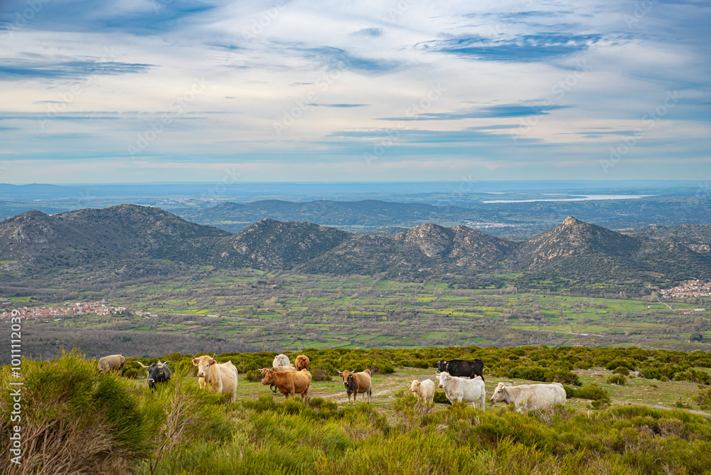Obraz premium A herd of cows grazing on a hill. Beatiful valley and mountain landscape. Sierra de Gredos National Park, Avila Province, Spain