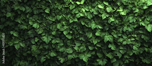 Wallpaper Mural Green Lush Foliage Torontodigital.ca