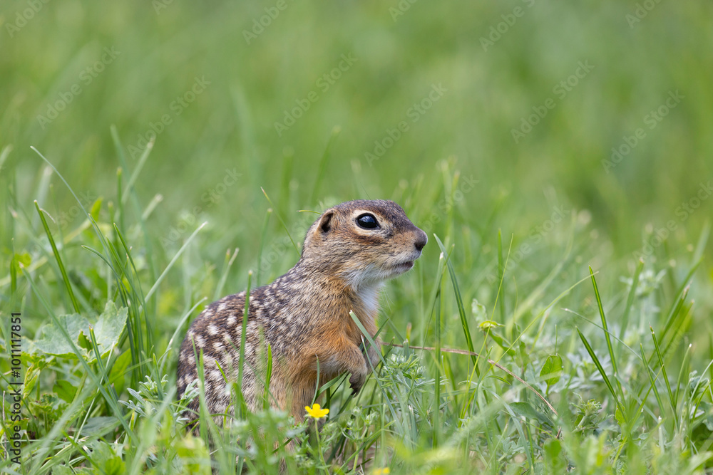 Speckled ground squirrel animal stands on its hind legs Speckled ground squirrel animal stands on its hind legs