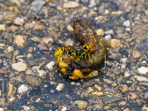 Two wasps eat dead slug on the ground photo