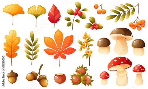 Vector big set with forest plants, leaves, mushrooms, berries, acorns and nuts on white background. Clip art with autumn elements for decor, printing, scrapbooking, cards and autumn-themed designs.