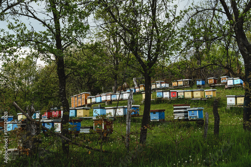 Beekeepers apiary with colorful hives nestled among trees on a hillside during springtime in a rural area