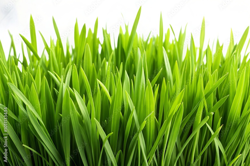 Vibrant green grass on a crisp white background, ideal for generative AI projects focused on nature and eco-friendly Vibrant green grass on a crisp white background, ideal for generative AI projects focused on nature and eco-friendly