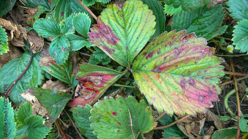 Strawberry Bushes with Green Leaves Featuring Red Spots from Plant Disease