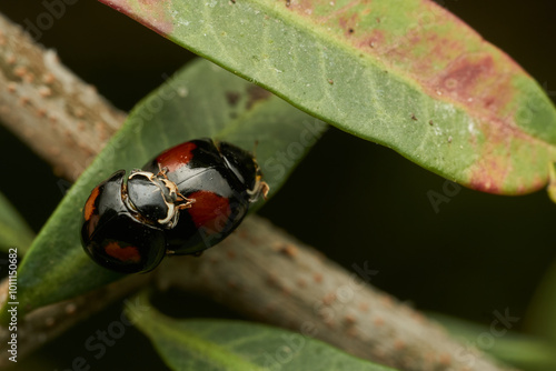 Two red and black ladybugs copulating photo