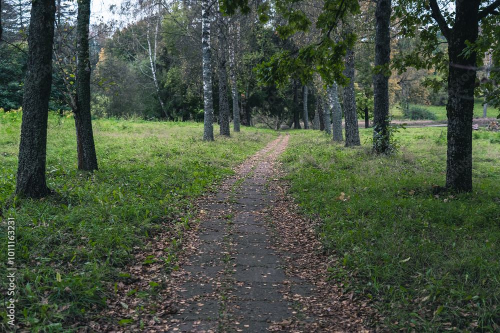 Obraz premium The old sidewalk footpath is overgrown with grass and covered with dry foliage
