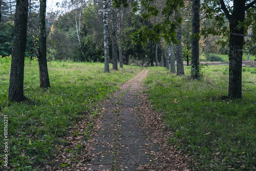 The old sidewalk footpath is overgrown with grass and covered with dry foliage