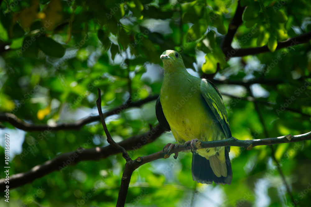 Grey-cheeked green pigeon (Treron griseicauda) camouflaging with green leaves surrounding, natural vokeh background Grey-cheeked green pigeon (Treron griseicauda) camouflaging with green leaves surrounding, natural vokeh background