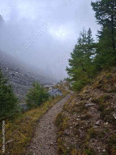 Path in the foggy forest