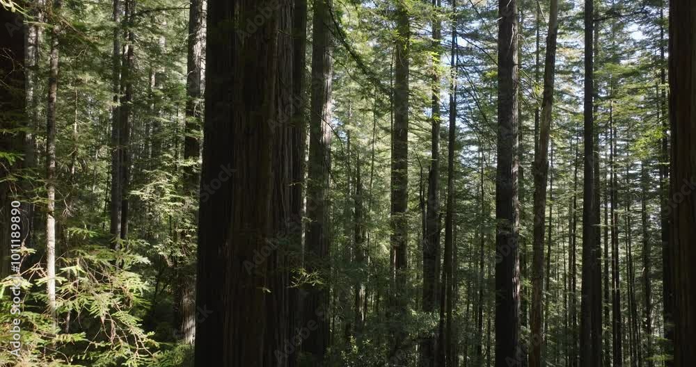 Drone view gliding through a quiet redwood forest with gentle sunlight filtering through Drone view gliding through a quiet redwood forest with gentle sunlight filtering through