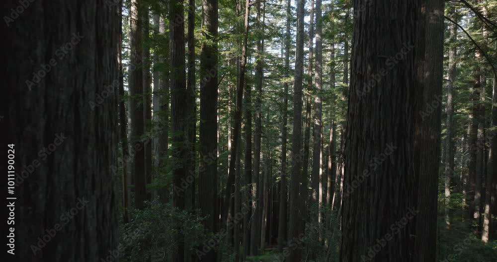 Sunlight pierces the dense redwood canopy, creating a serene atmosphere as the drone flies through Sunlight pierces the dense redwood canopy, creating a serene atmosphere as the drone flies through