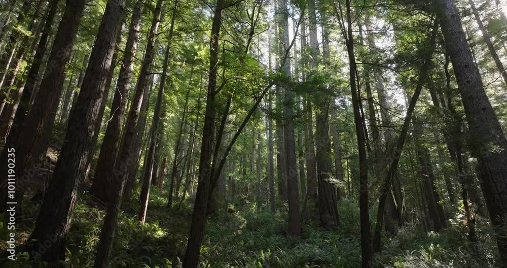 Drone flies smoothly along a hiking path, with sunlight flickering through the dense redwood canopy Drone flies smoothly along a hiking path, with sunlight flickering through the dense redwood canopy