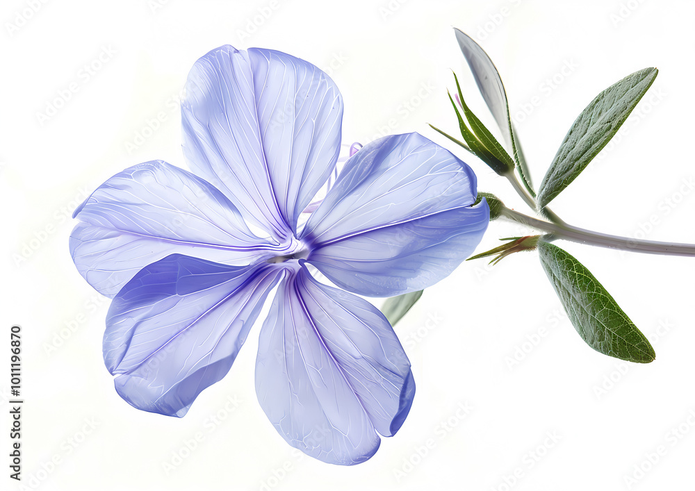 Fototapeta premium Clean flowers