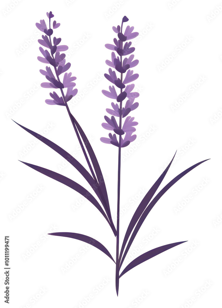 Fototapeta premium PNG Lavender flower plant inflorescence.