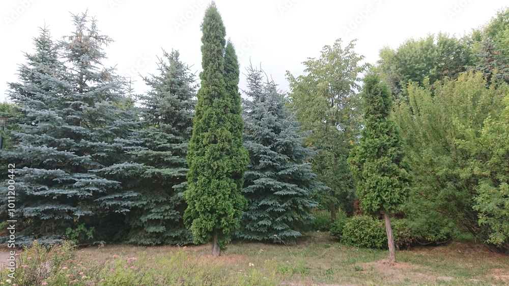 Obraz premium treescapes