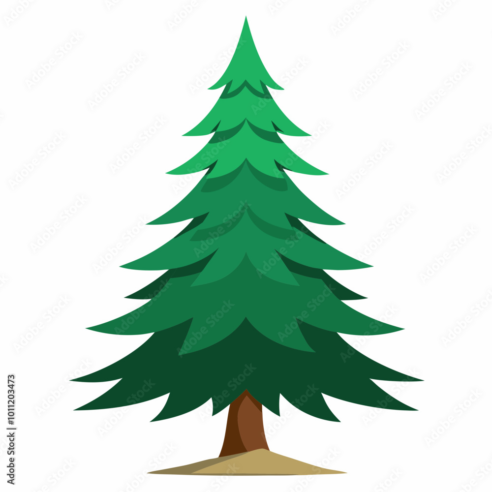 vector illustration of spruce vector illustration of spruce
