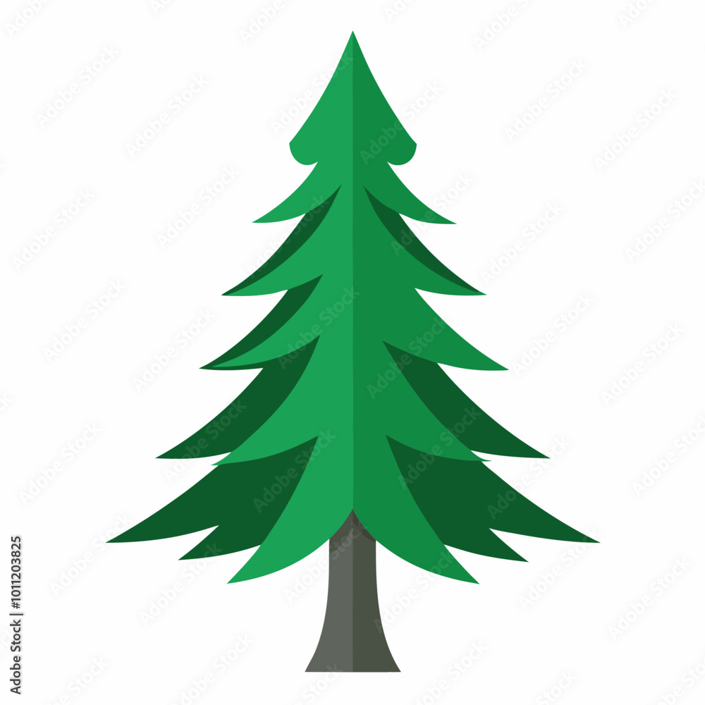 vector illustration of spruce vector illustration of spruce
