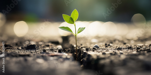 Small green plant growth trought cracked asphald. photo