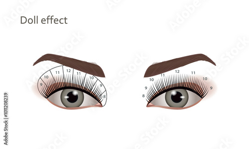 Eyelash extensions. Doll effect, Vector