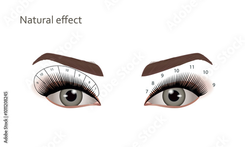 Eyelash extensions. Natural effect, Vector