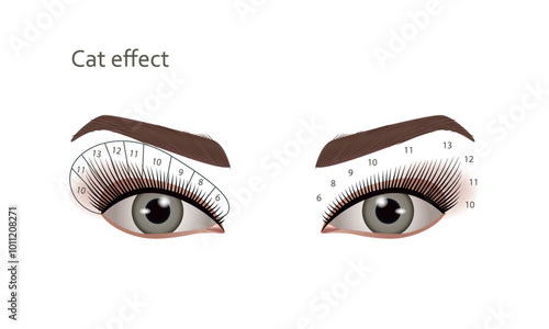 Eyelash extensions. Cat effect, Vector