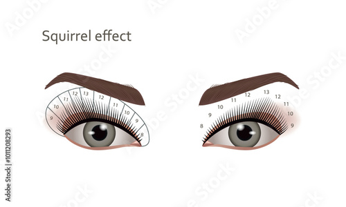 Eyelash Extensions. Squirrel effect, Vector