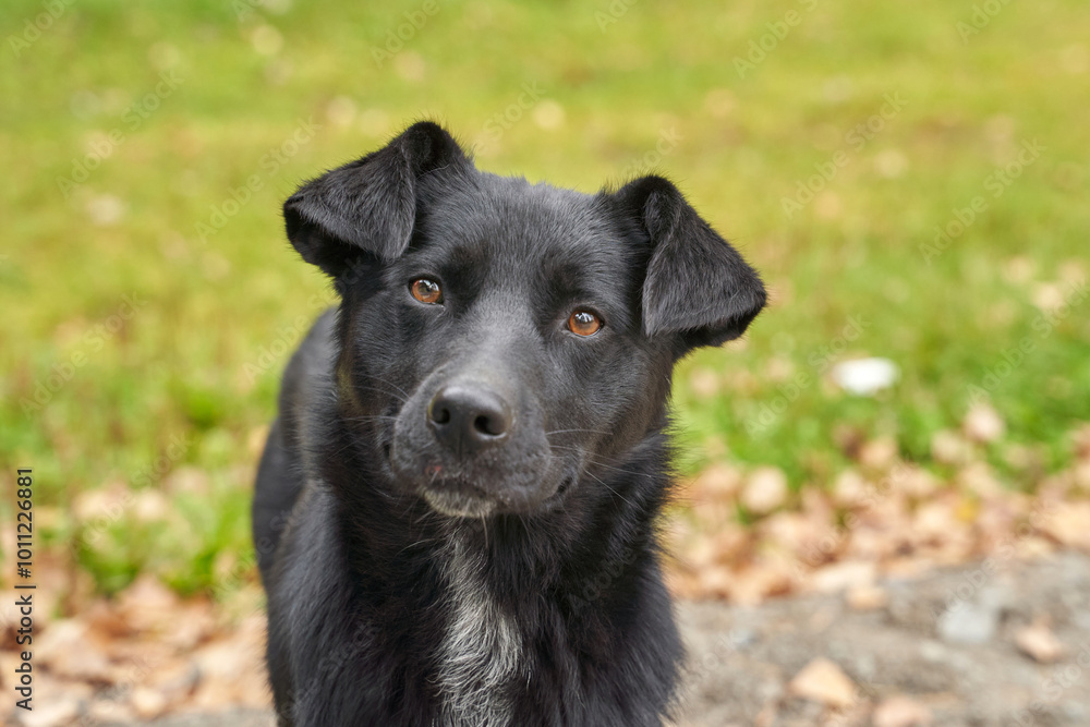 Curious black dog in nature setting with green background and fallen leaves. Curious black dog in nature setting with green background and fallen leaves.