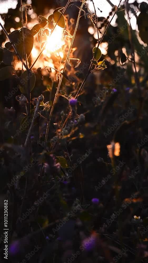 Morning atmosphere when the sun rises. Short video of purple flowers growing wild. Beautiful sunlight. The sound of birds chirping. Morning atmosphere when the sun rises. Short video of purple flowers growing wild. Beautiful sunlight. The sound of birds chirping.