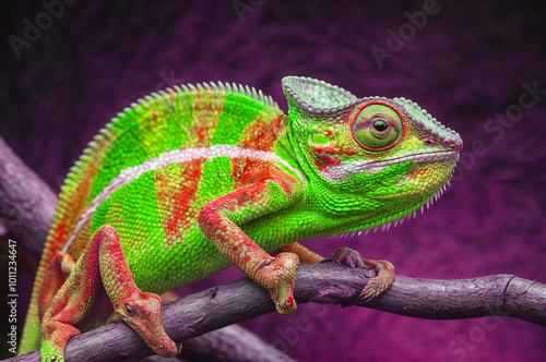 A vivid capturing of a chameleon's textured skin and alert eye, perched strikingly on a branch, set against a dark background that enhances its vibrant green hues and intricate scale pattern. 