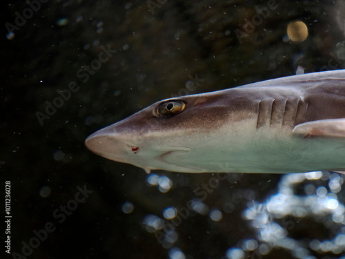 dogfish shark underwater close up portrait