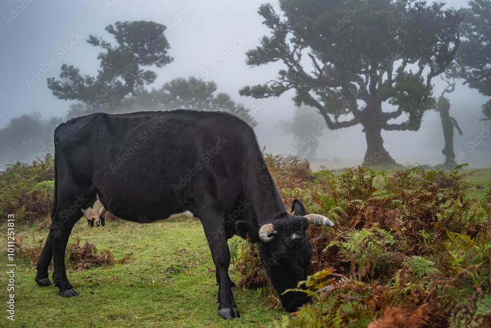 Peaceful Cattle in Madeira’s Misty Pasture Peaceful Cattle in Madeira’s Misty Pasture