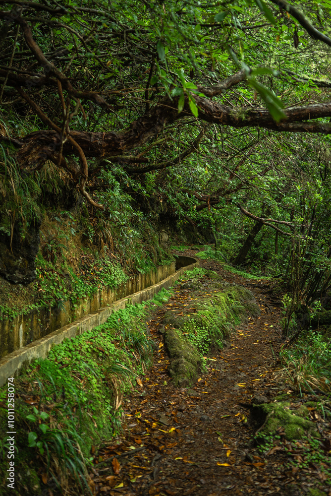 Path Through Madeira’s Verdant Wilderness Path Through Madeira’s Verdant Wilderness