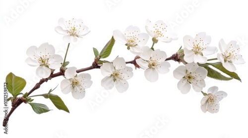 White cherry blossoms on white