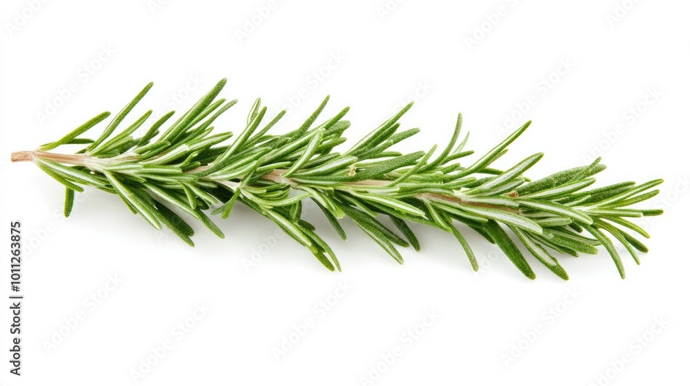 A close-up of a single rosemary stem, resting on a white background, highlighting its aromatic and natural texture for herb-related visuals. A close-up of a single rosemary stem, resting on a white background, highlighting its aromatic and natural texture for herb-related visuals.