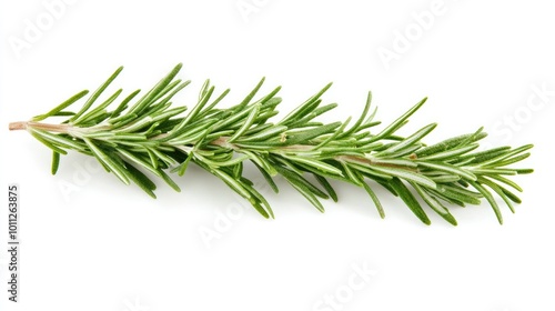 A close-up of a single rosemary stem, resting on a white background, highlighting its aromatic and natural texture for herb-related visuals.