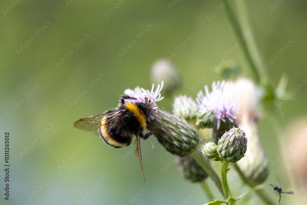 bee on a flower bee on a flower