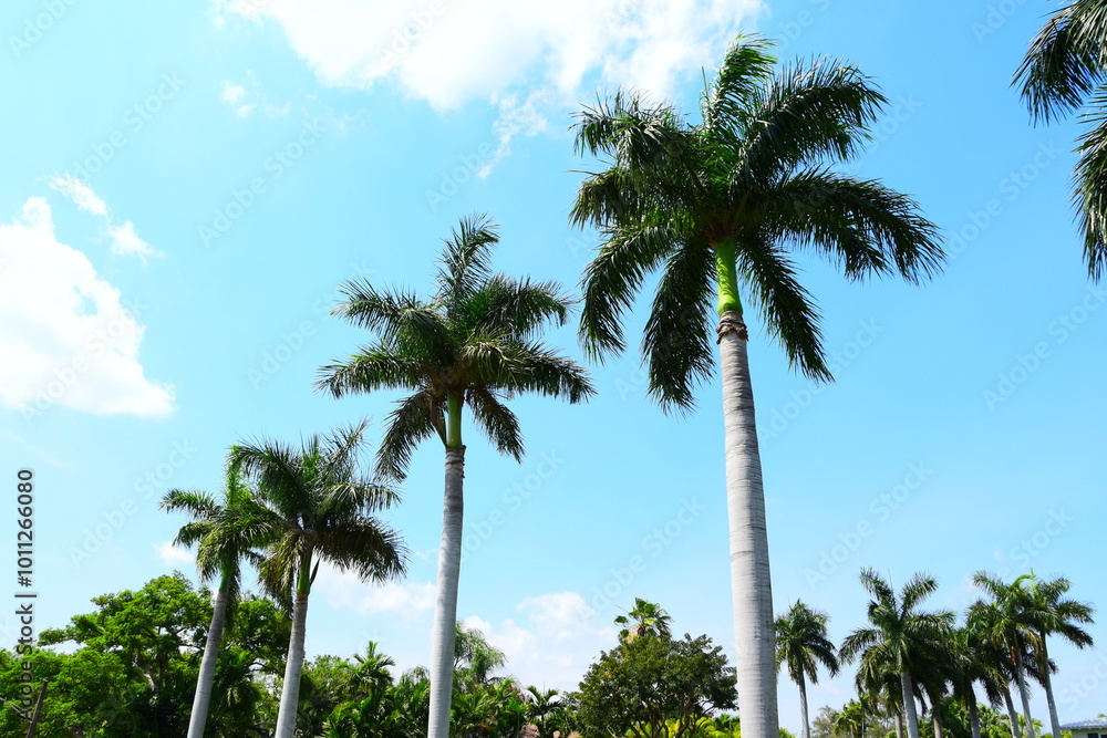 Naklejka premium Palmen Strand Miami