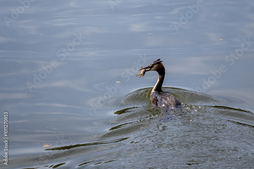 great crested grebe in the water