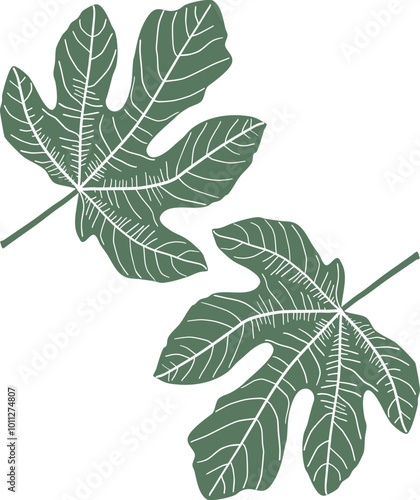 Fig leaf vector