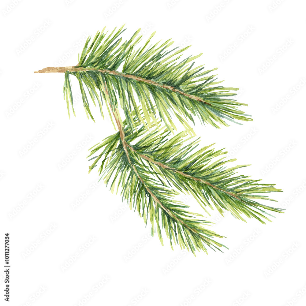 A single green spruce twig. Cedar, pine, fir branch. Isolated watercolor clipart, perfect for festive greeting cards, eco-friendly product packaging, winter decor, or nature-themed event invitations A single green spruce twig. Cedar, pine, fir branch. Isolated watercolor clipart, perfect for festive greeting cards, eco-friendly product packaging, winter decor, or nature-themed event invitations