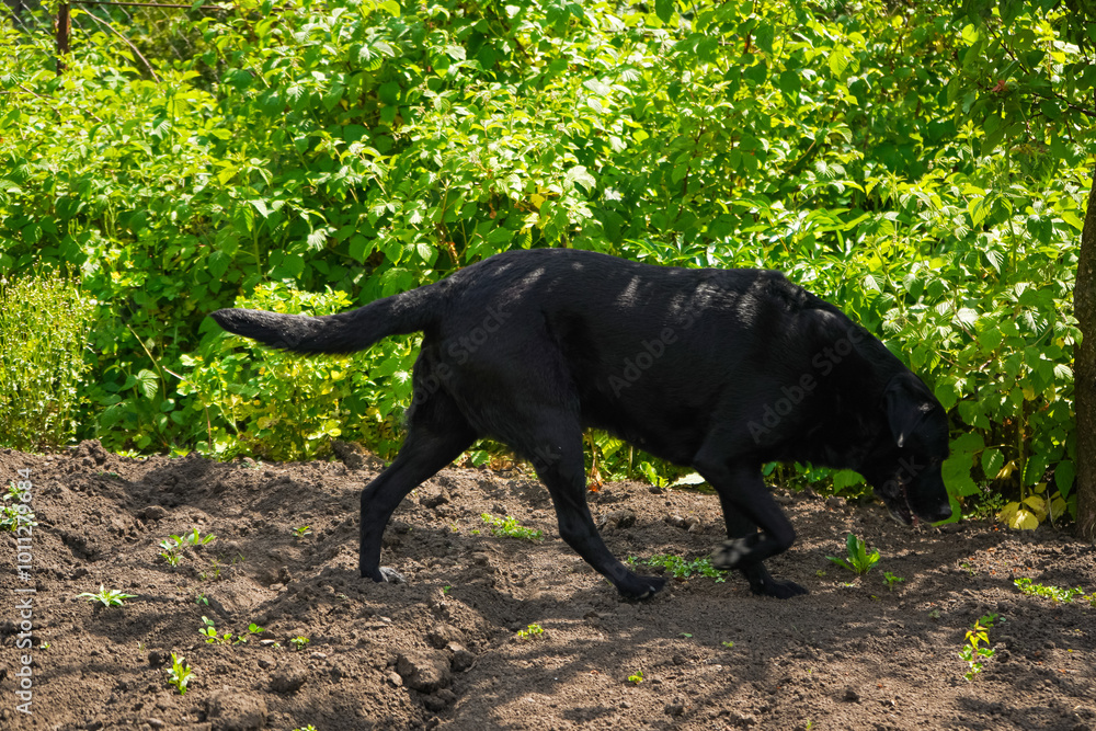 Labrador Retriever playing outside and looking for something. Big black dog labrador retriever in nature. Dog walking in the yard. Labrador Retriever playing outside and looking for something. Big black dog labrador retriever in nature. Dog walking in the yard.