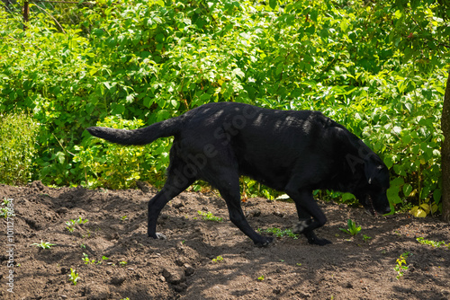 Labrador Retriever playing outside and looking for something. Big black dog labrador retriever in nature. Dog walking in the yard.