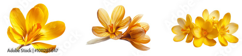 Yellow flowers in bloom, showcasing vibrant petals under sunlight. Set png isolated on transparent background photo