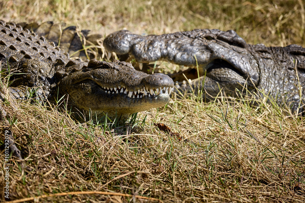 Fototapeta premium The black crocodile, a true master of the waters, blends seamlessly into its environment. Nature's design at its finest