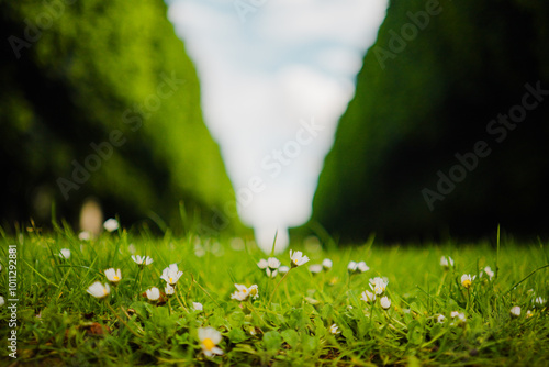 Daisy Flowers Growin on a Green Grass Lawn Close Up