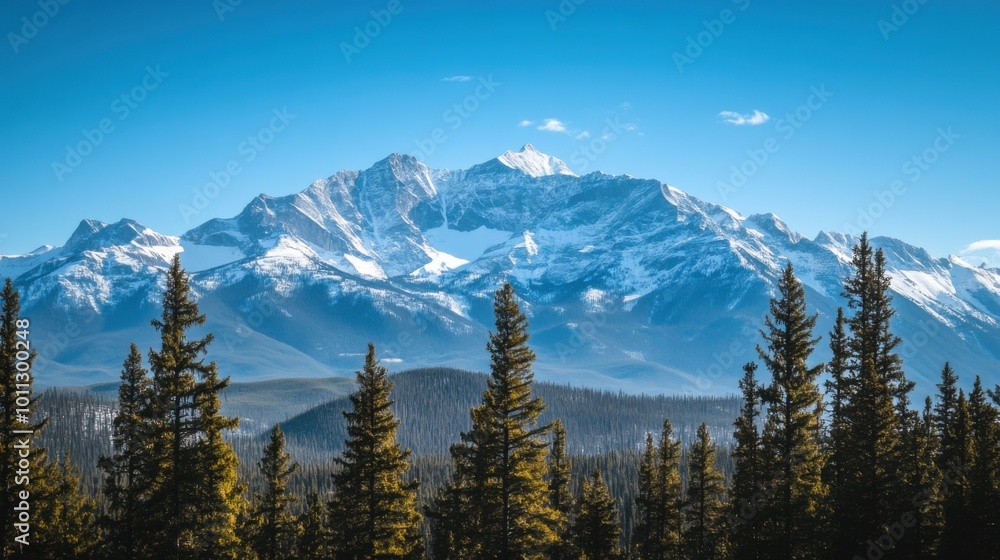 Snowy Mountain Range with Clear Blue Skies and a Foreground of Pine Trees Snowy Mountain Range with Clear Blue Skies and a Foreground of Pine Trees
