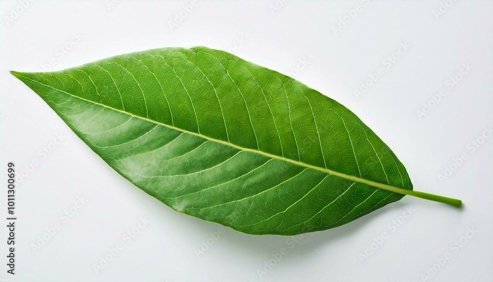 Obraz premium A close-up of fresh green leaves isolated on a white background, highlighting their natural beauty and vibrant color